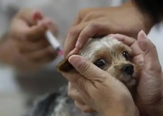 Why does rabies cause death as high as 100 per cent of modern medicine, and how do we combat rabies