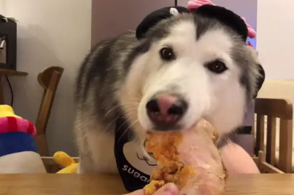 Dog food, the master has a great plan, and the ending is touching..