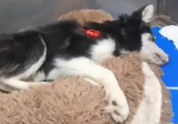 Haskit got a dog plague, was thrown by the owner by the trash can, his mouth tied and he couldn't call for help