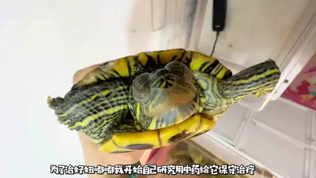 How do you treat the tortoise? Look at this blogger's success