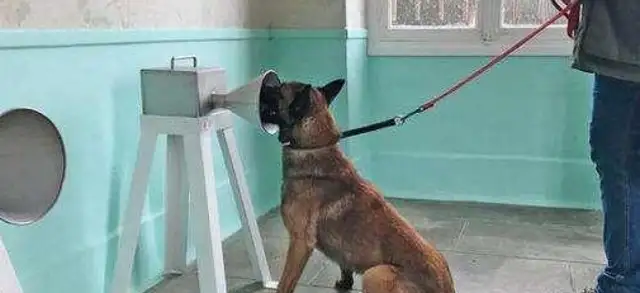 Service dogs are much more than guide dogs