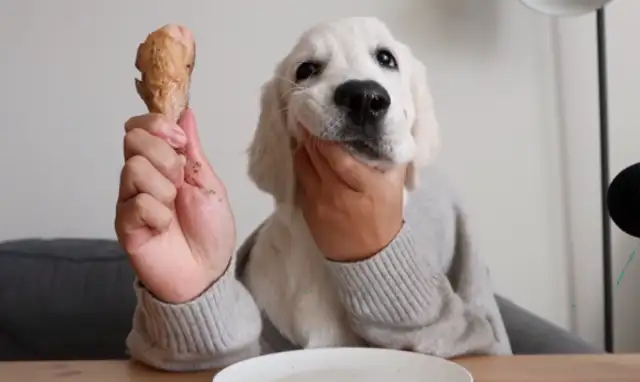 Dog food, the master has a great plan, and the ending is touching..