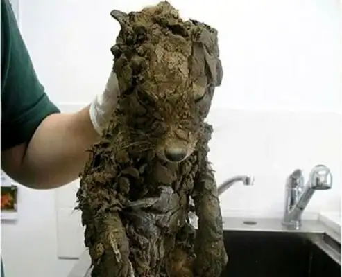 The dog fell into the mud and was covered in mud