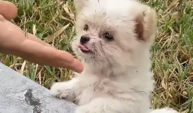 What happened to the dog who was abandoned many times in the morning to the green belt on the roadside