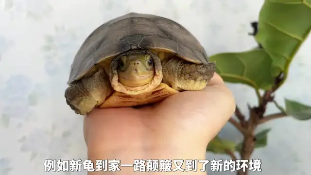 Tortoise cortex causes and treatment methods