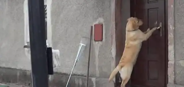 Service dogs are much more than guide dogs
