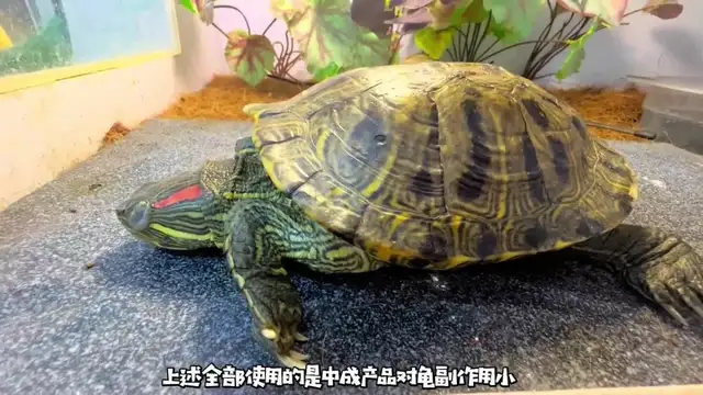 How do you treat the tortoise? Look at this blogger's success