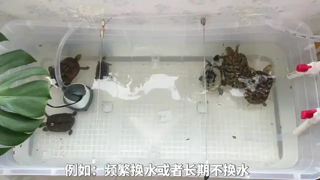 Tortoise cortex causes and treatment methods