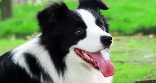 Service dogs are much more than guide dogs