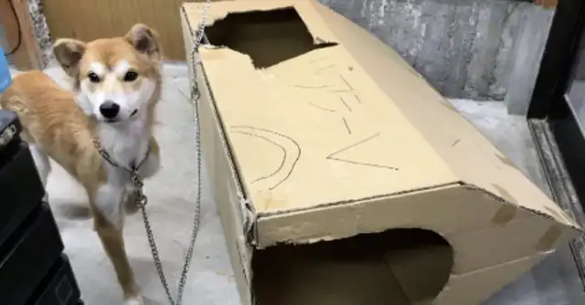 The dog was abandoned twice, and a year after his adoption, the doctor understood why he was abandoned