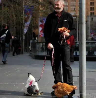 I've seen a dog walk a cat. A walker? A lizard