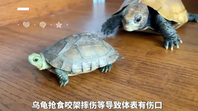 Tortoise cortex causes and treatment methods