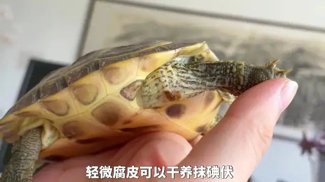 Tortoise cortex causes and treatment methods