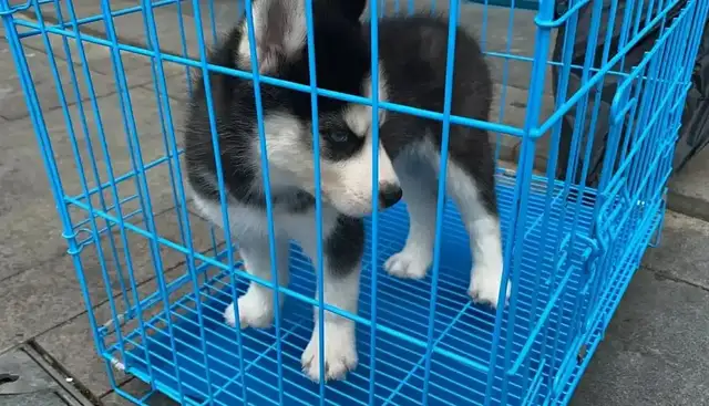 We've been driven three or four times by the landlord for a dog that my husband sold with his friends。