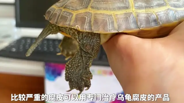Tortoise cortex causes and treatment methods