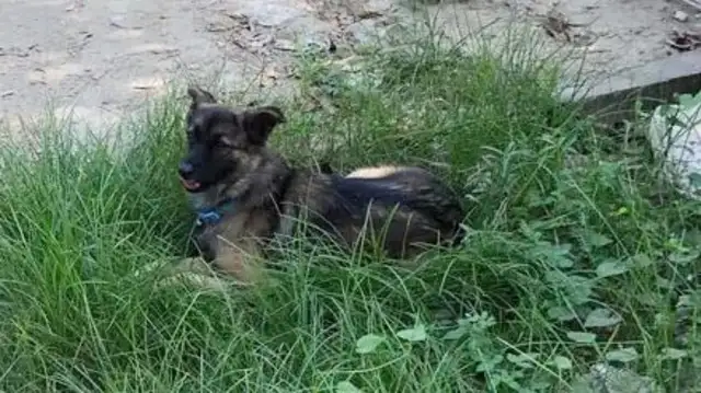 Looks familiar looking at the dog