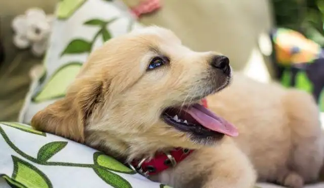 cats and dogs spend 5016 dollars a year! it's cheaper than raising a child? the world's most popular pet top10