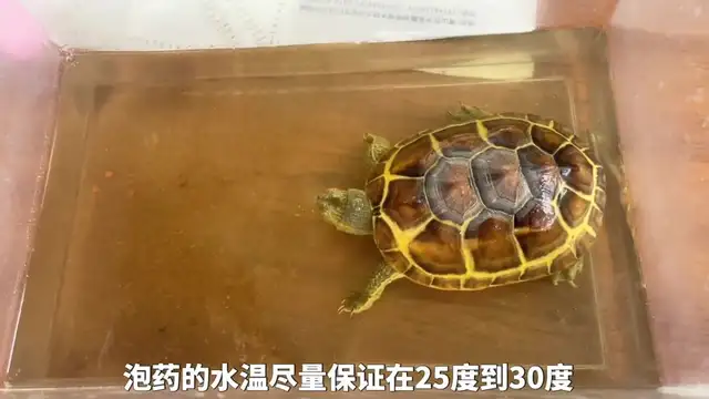 Tortoise cortex causes and treatment methods