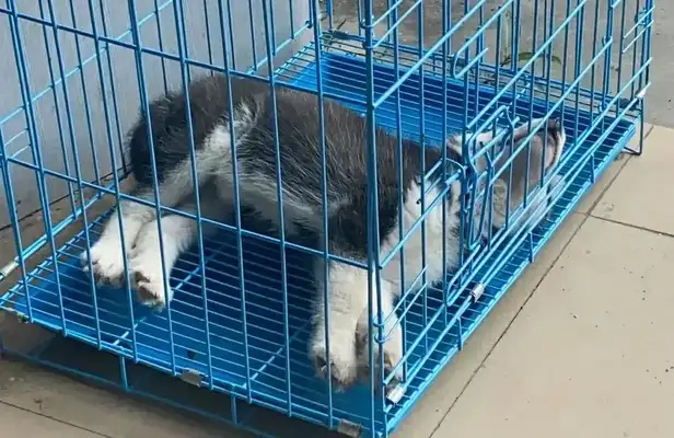 We've been driven three or four times by the landlord for a dog that my husband sold with his friends。
