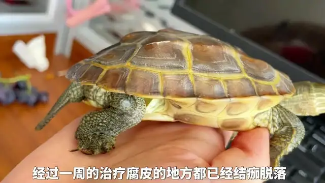 Tortoise cortex causes and treatment methods