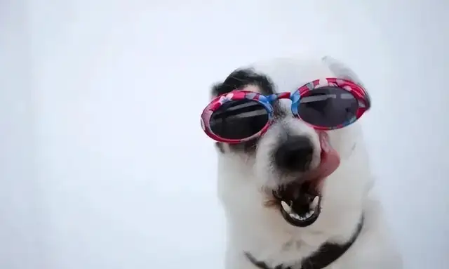 What's with the dog farts? It could be a gastrointestinal problem