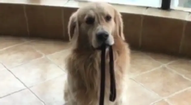 The master said he can't come out in the rain and the golden dog won't listen. And..