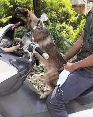 Looks familiar looking at the dog