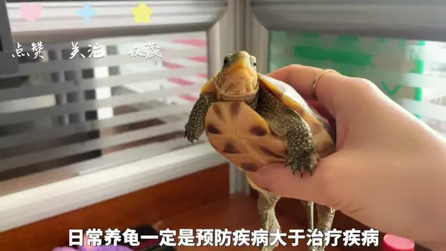 Tortoise cortex causes and treatment methods