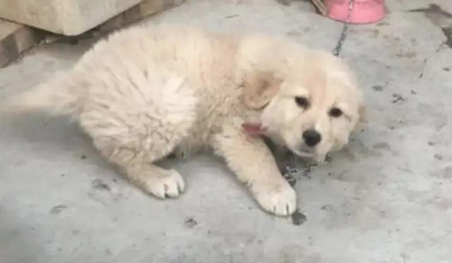 The dog was thrown down on the road crying, and the Internet was so friendly, it was so angry