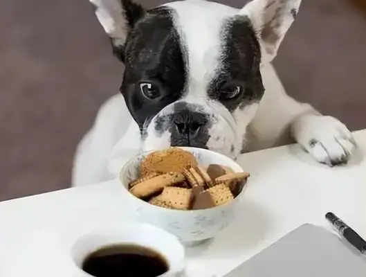 What's with the dog farts? It could be a gastrointestinal problem