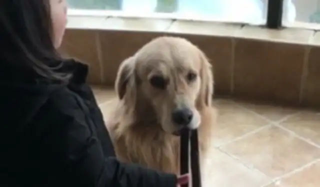The master said he can't come out in the rain and the golden dog won't listen. And..