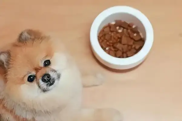 What's with the dog farts? It could be a gastrointestinal problem
