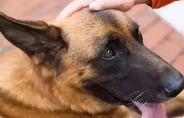 Dog "speciality": How did you do that 20 hours earlier