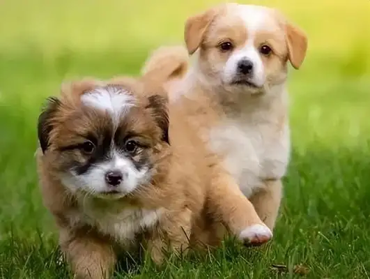 What's with the dog farts? It could be a gastrointestinal problem