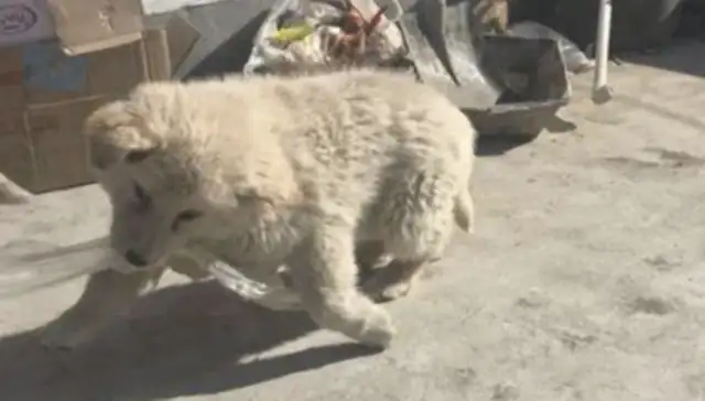 The dog was thrown down on the road crying, and the Internet was so friendly, it was so angry