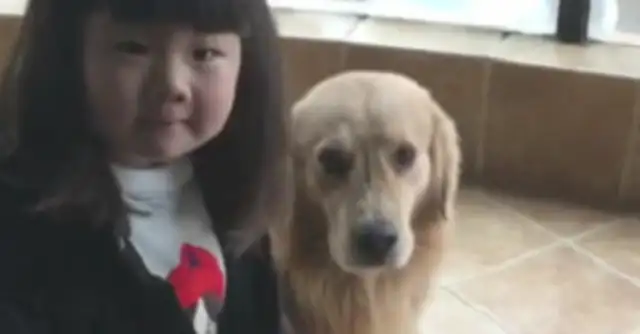 The master said he can't come out in the rain and the golden dog won't listen. And..