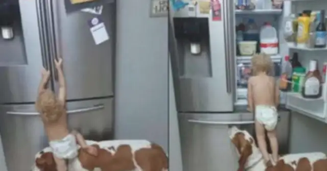 The young master went to the fridge to look for something, pulled the dog to be a stumbling block, and it happened with both feet