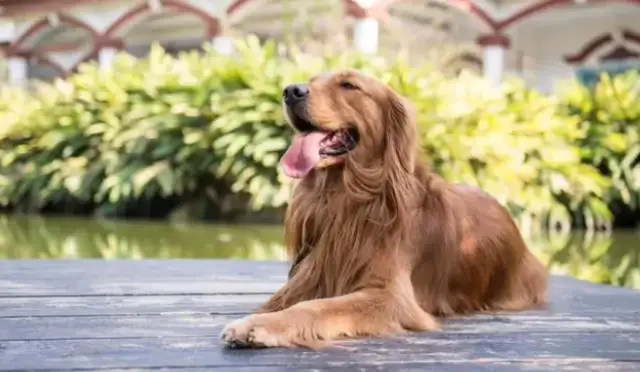 The first-born puppy was thrown to death and the pregnant wife asked why she didn't sell it