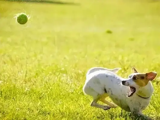 What's with the dog farts? It could be a gastrointestinal problem
