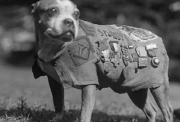 The stray dog has made 17 military advances, saved over 100 old comrades from the Prime Minister's meeting, and then he's taken samples