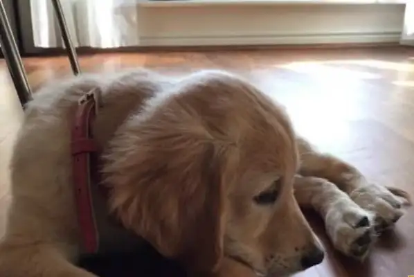 The dog goes out, and when she gets back, she treats it like this, makes the master laugh at his stomach cramps
