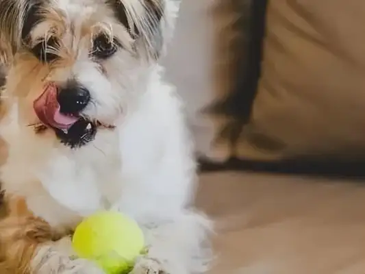 What's with the dog farts? It could be a gastrointestinal problem