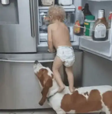 The young master went to the fridge to look for something, pulled the dog to be a stumbling block, and it happened with both feet