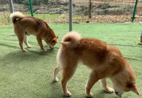 On a national holiday, special attention is paid to the eating of dogs and personal behavior