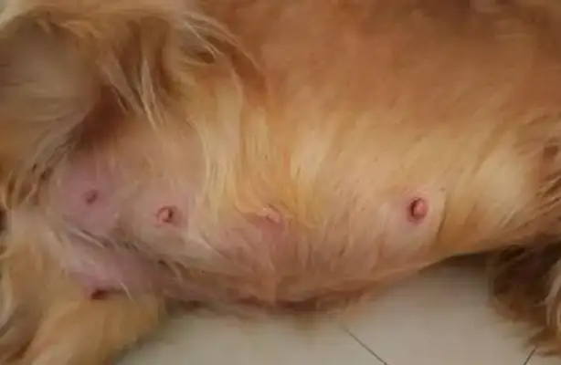 The first-born puppy was thrown to death and the pregnant wife asked why she didn't sell it