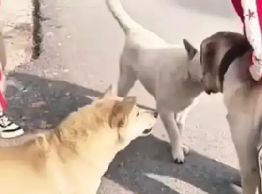 Behind the clash of men and dogs: the audacity of the dog master Anger