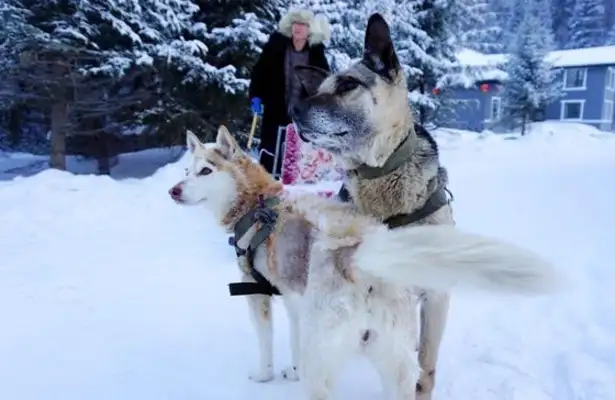 The hostess asked the sleigh dogs to help with the clothes, and the dogs would be wrong
