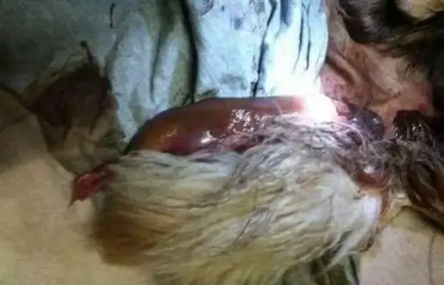 The first-born puppy was thrown to death and the pregnant wife asked why she didn't sell it