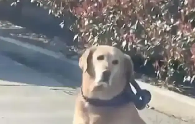 Behind the clash of men and dogs: the audacity of the dog master Anger