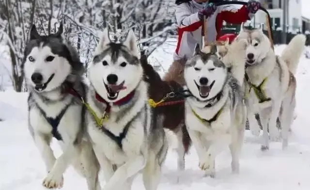 The hostess asked the sleigh dogs to help with the clothes, and the dogs would be wrong